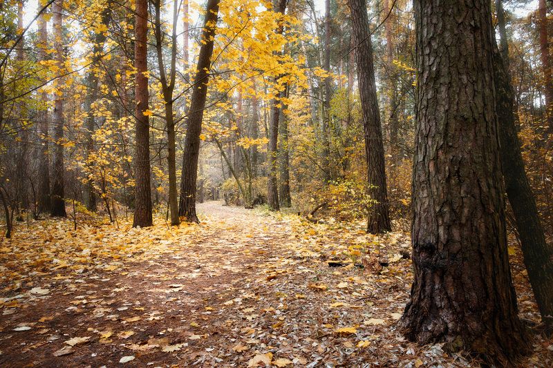 В осеннем лесу фото превью