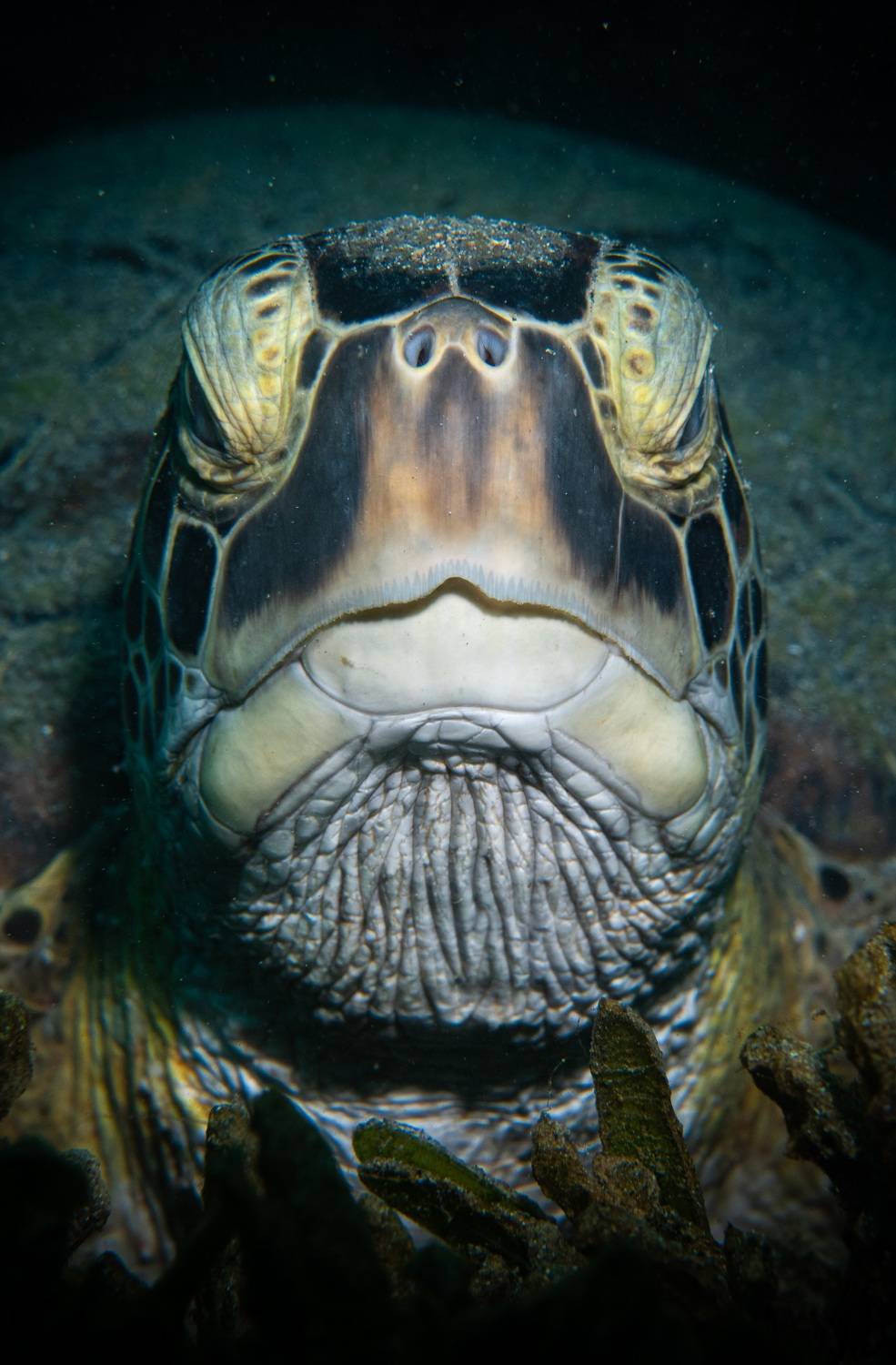 , Magali M&aacute;rquez