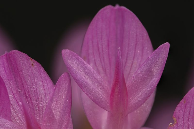 Flying blossoms фото превью