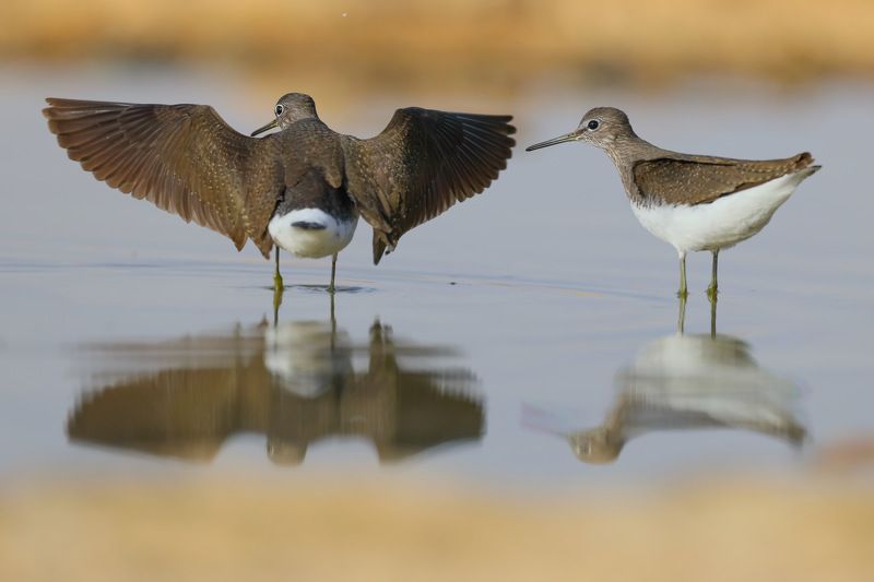 Solitary sandpipers фото превью
