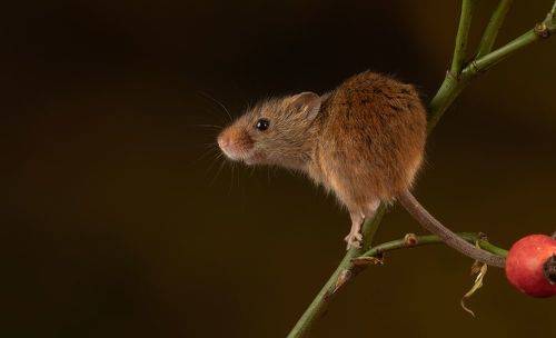 Harvest Mouse