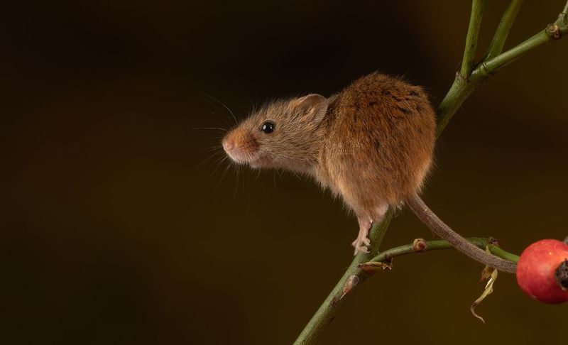 harvest mouse, mouse, rodent, animals, nature, wildlife, canon Harvest Mouse фото превью