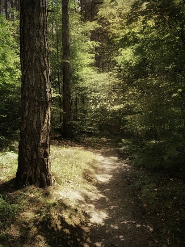 Лесная тропинка фото превью