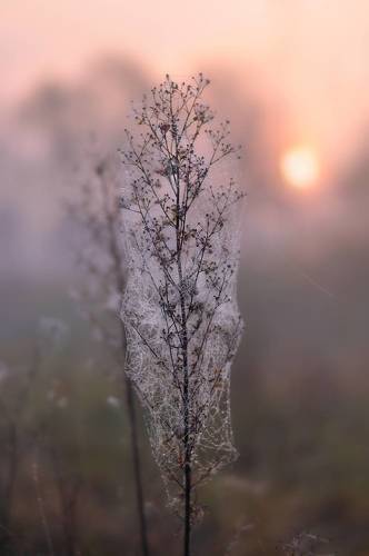 В прозрачной нежности утренней поры 