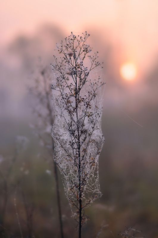 осень, луг, паутина, утро, рассвет  В прозрачной нежности утренней поры  фото превью