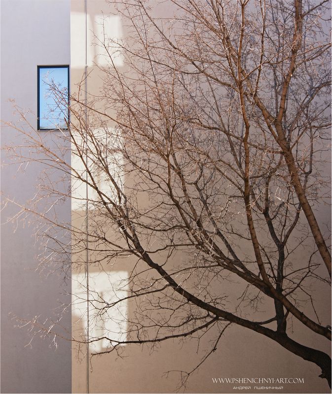 клён, силуэт, ветви, город, окно, стена, минимализм, концепция Гибкие силуэты фото превью