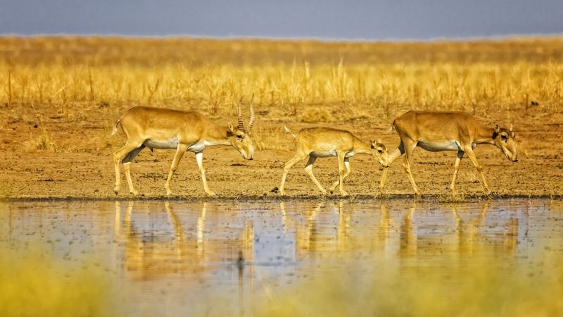 сайгаки,утро ,заповедник. Семья.Сайгаки. фото превью