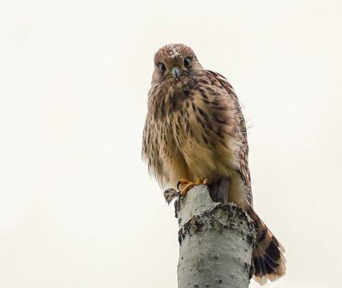 Пустельга (слёток)  2 фото.