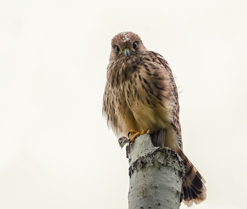 птица, пустельга, слёток, Пустельга (слёток)  2 фото. фото превью