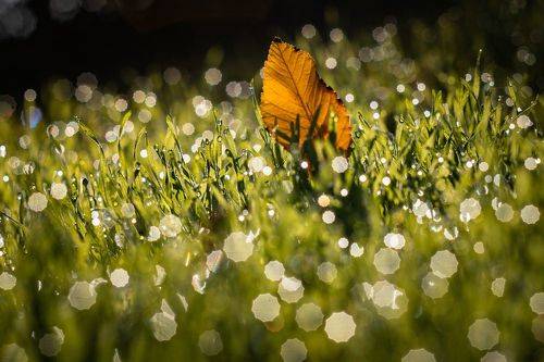 В бескрайнем космосе октябрьской росы.
