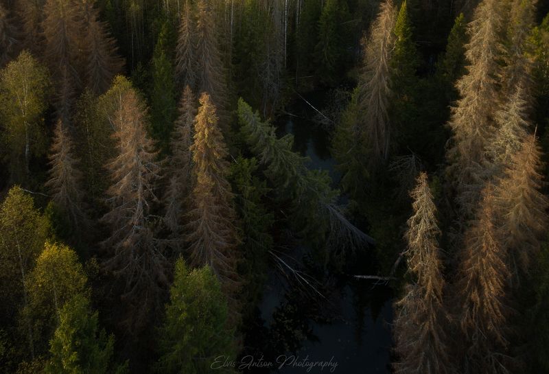 пейзаж, природа, тайга Осенняя тайга фото превью