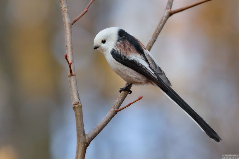 Длиннохвостая синица фото превью