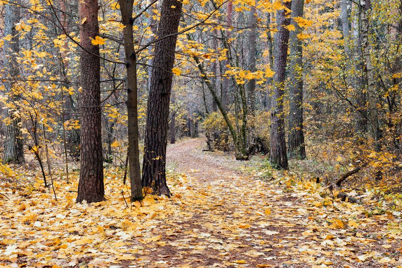 лес, листва, осень В осеннем лесу фото превью
