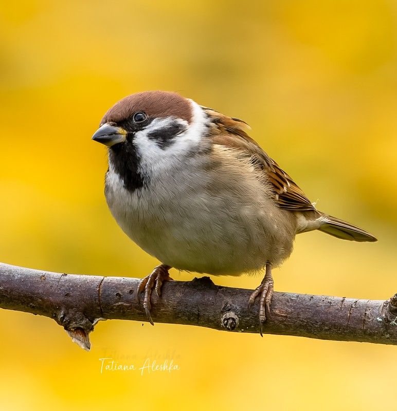 птицы Осенний воробей. фото превью