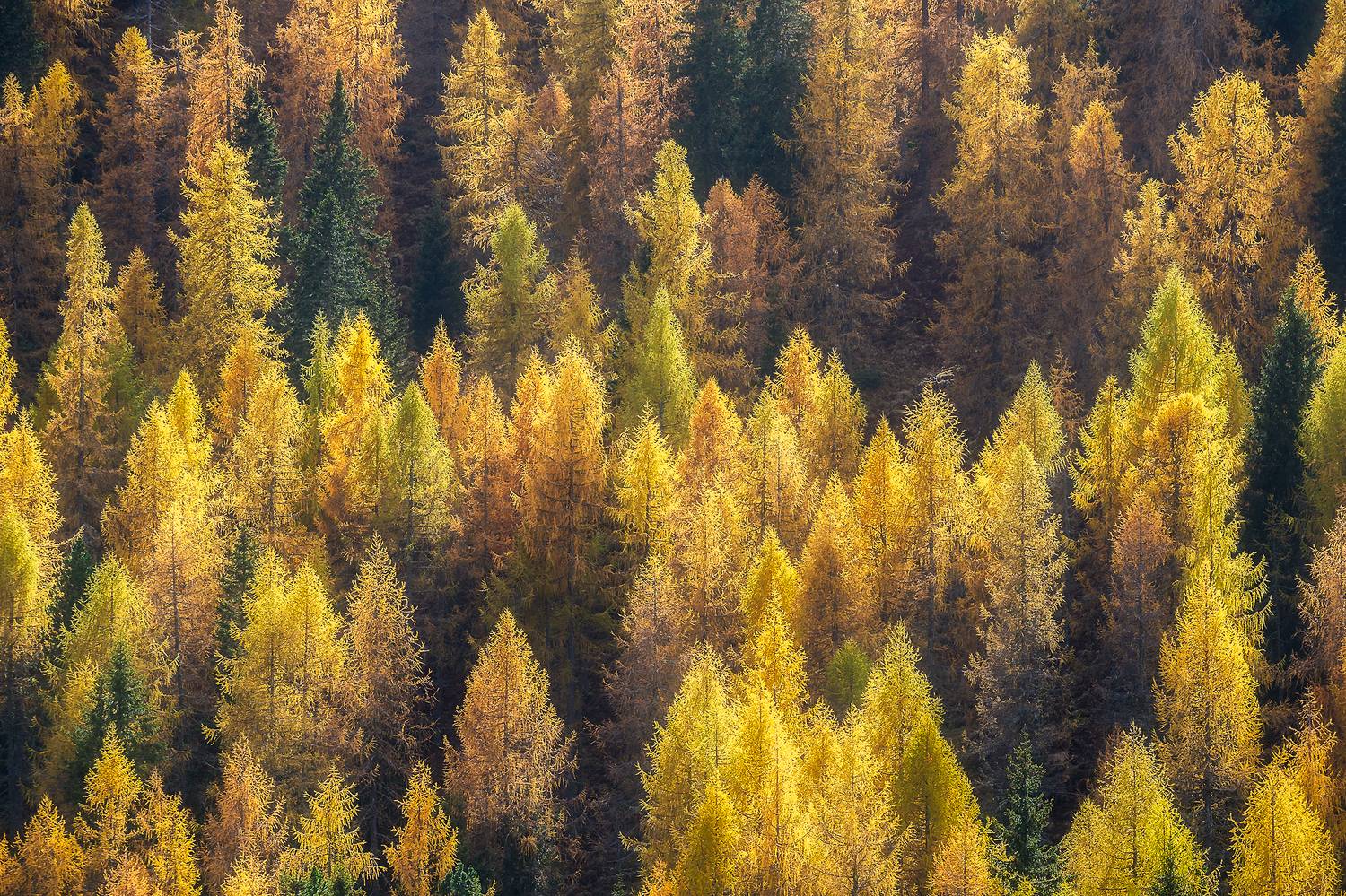 @foliage, #foliage, @dolomiti, #dolomiti, , #larici, @larici, Andrea Mazz&ugrave;