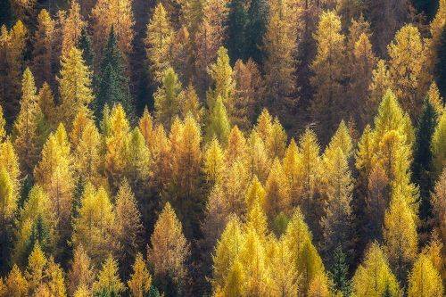 foliage Larici in autunno sulle Dolomiti del Veneto in località Passo San Pellegrino