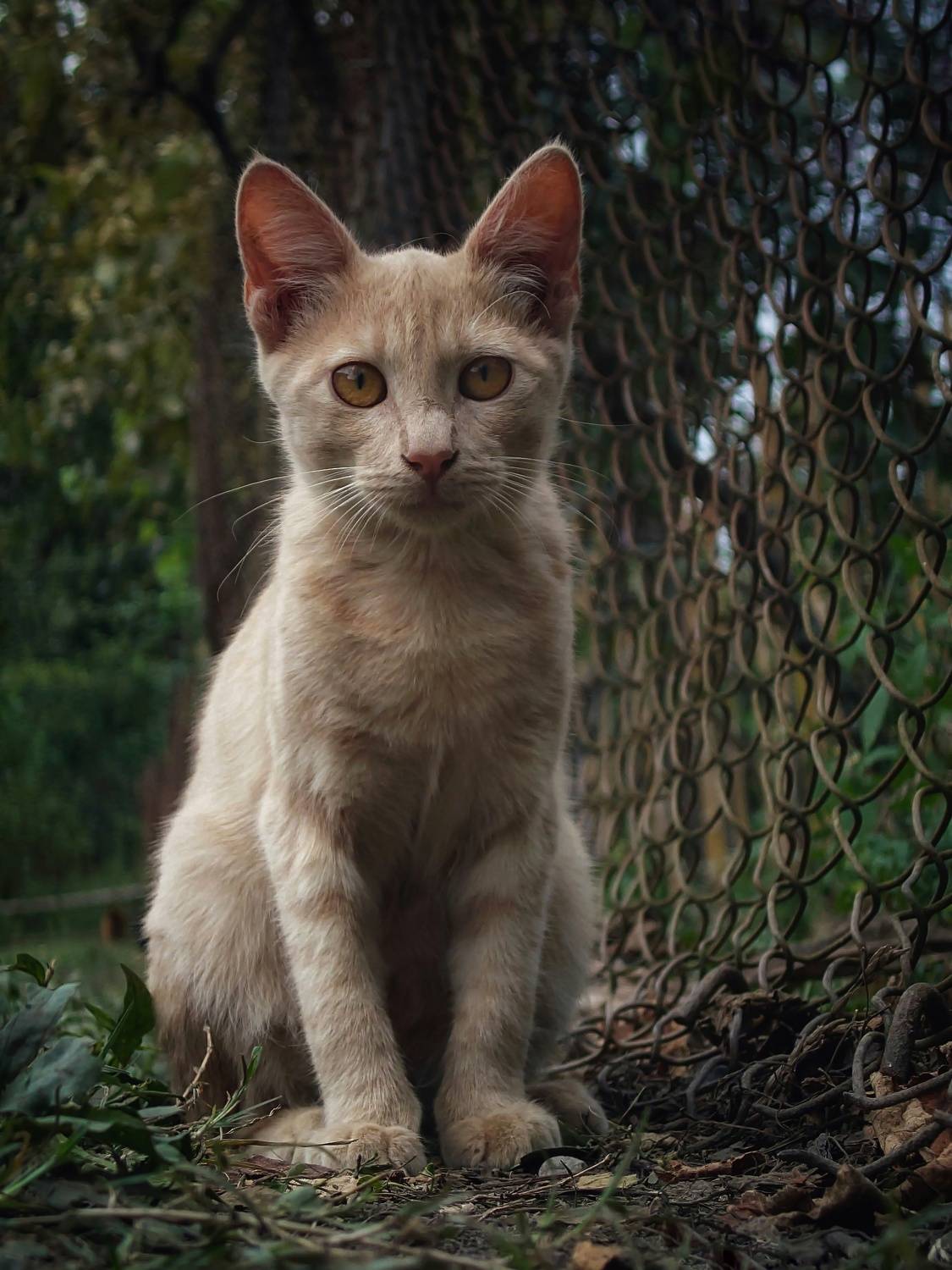 #mobilephotography, #animal, #cat, #sony, #xperia, #sonyxperia, #sonyxperia1iv, #xperia1iv, #xperi1iv, #pet, Rati Qvaraia