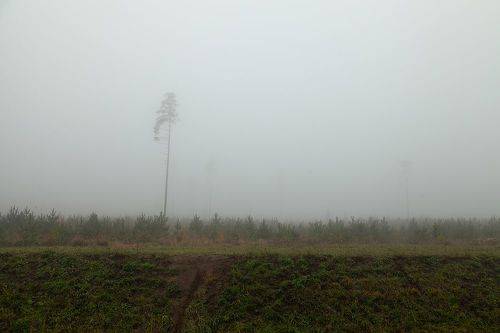 Pine Ghosts