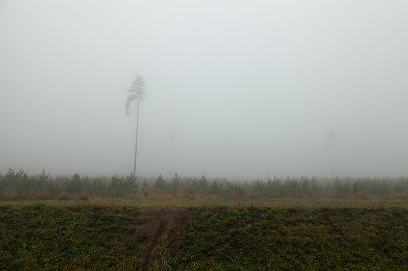 pine, fog, russia, landscape Pine Ghosts фото превью