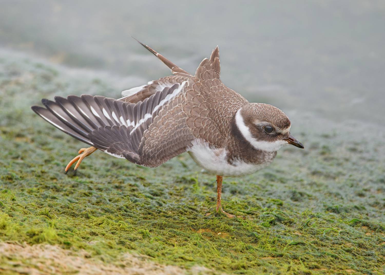 птицы, фотоохота, Михаил