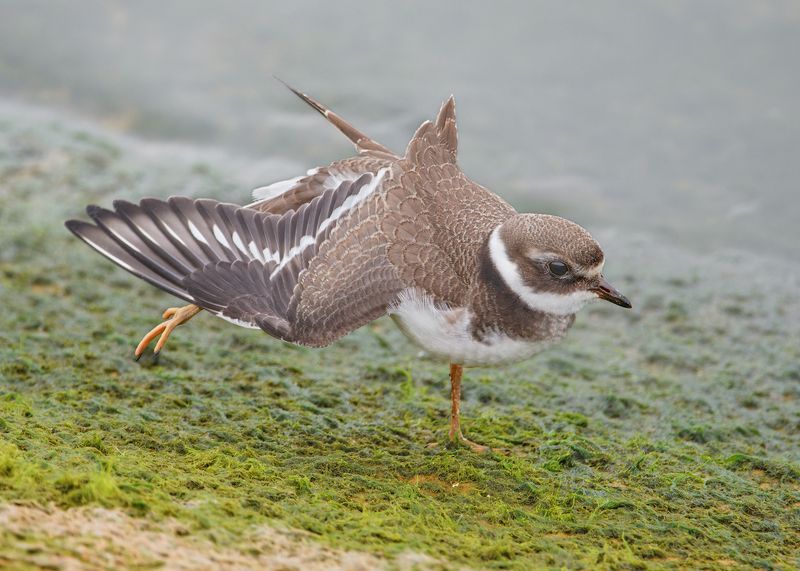 птицы, фотоохота Зарядка фото превью