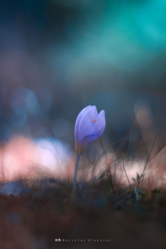 flowers,pink,blue,orange,purple,light,bokeh,nature, Blue фото превью