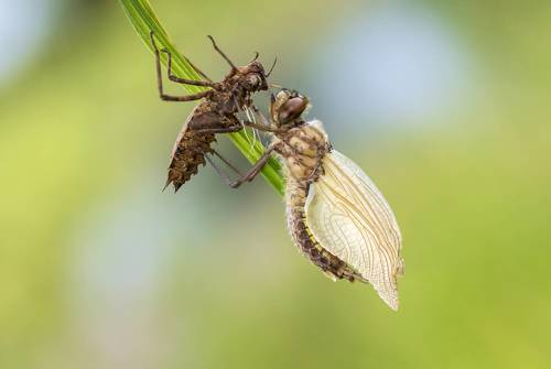 Перерождение