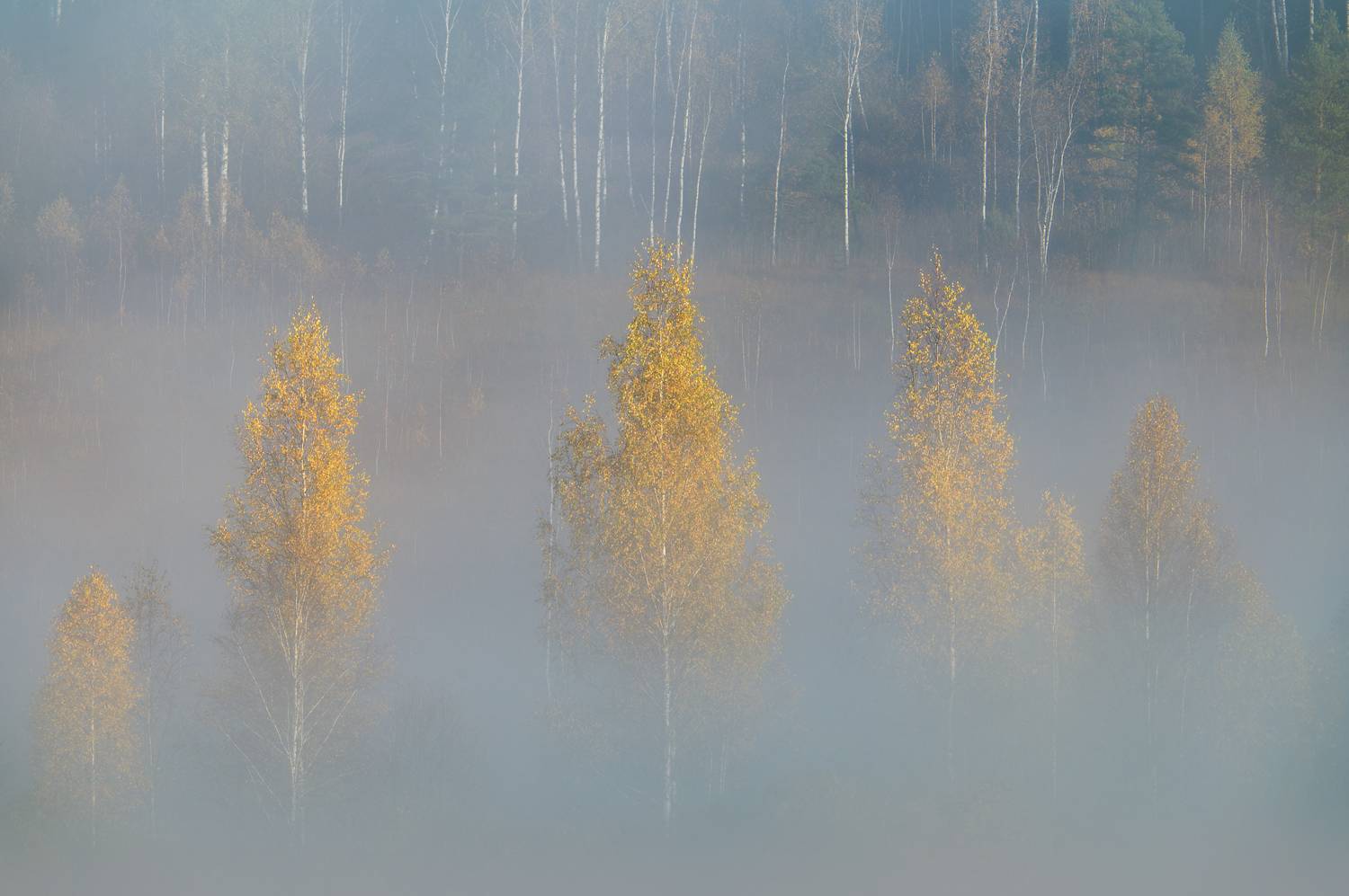 псковская область, изборск, изборско-мальская долина, октябрь, осень, туман, Roman Fabrichny