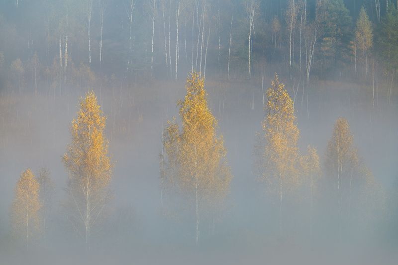 псковская область, изборск, изборско-мальская долина, октябрь, осень, туман Берёзки фото превью