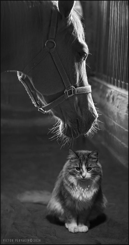 Картинка конюшенной жизни фото превью