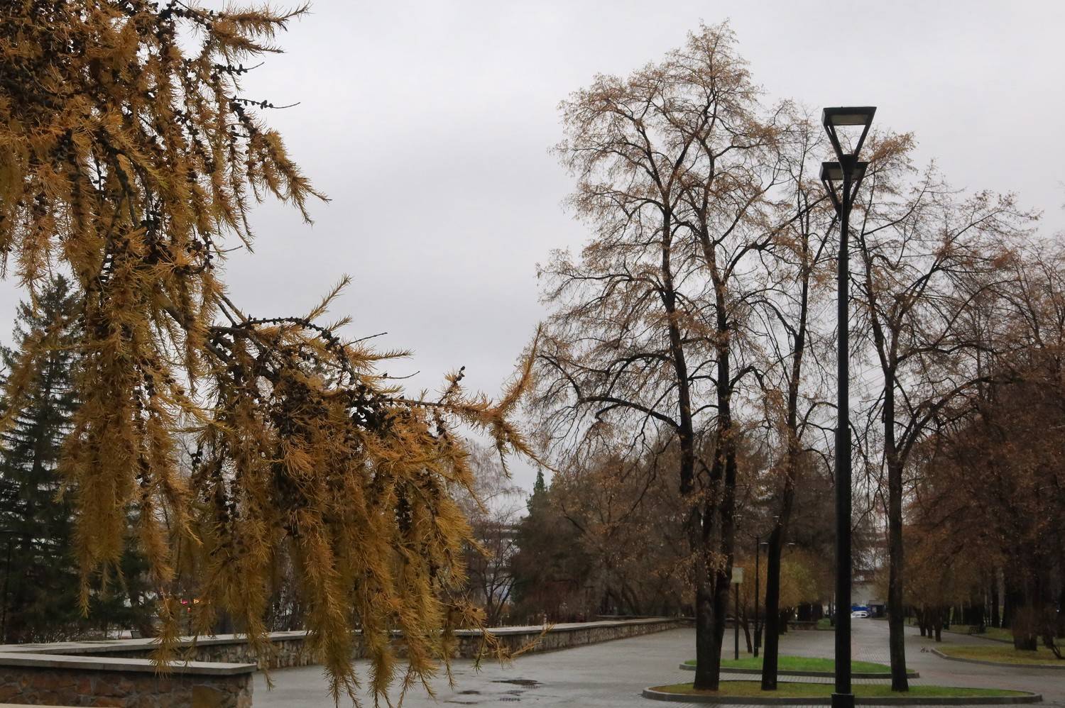 город,осень,лиственница,деревья, парк,городское начало,новосибирск, Козлова Галина