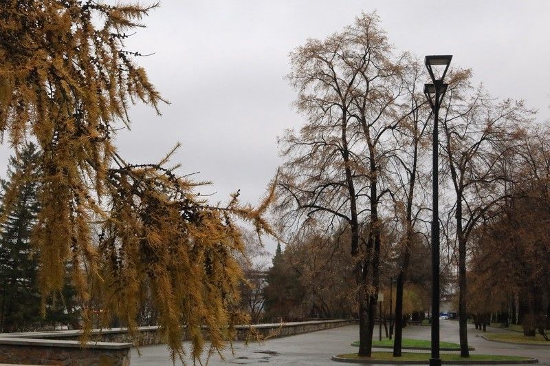 город,осень,лиственница,деревья, парк,городское начало,новосибирск Любимая осень фото превью