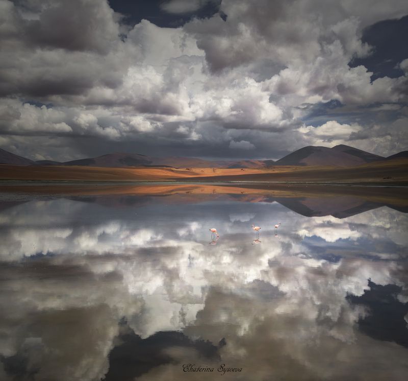 южная Америка, альтиплано, чили, Боливия, вулкан, высокогорье, лагуна, фламинго Отражение фото превью