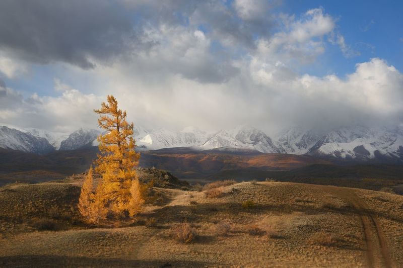 алтай горы курай осень Сюрпризы природы фото превью