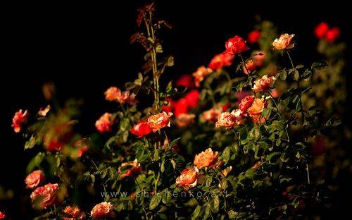 The roses on golden hour 