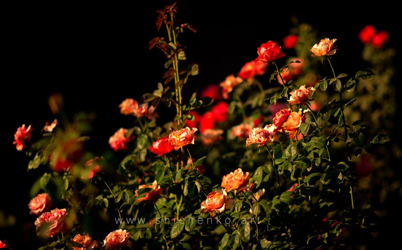 roses, sunset, light,  The roses on golden hour  фото превью