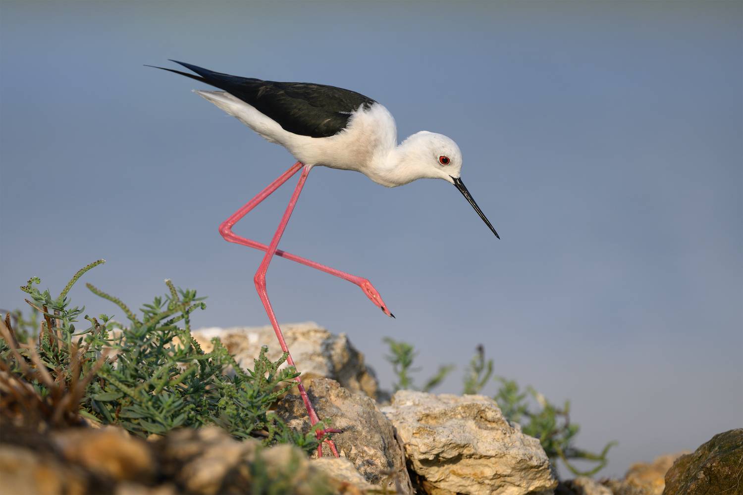 птица, фотоохота, кулик, ходулочник, природа, фауна, Kulikov Vladimir