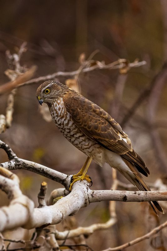 природа Ястреб-перепелятник фото превью