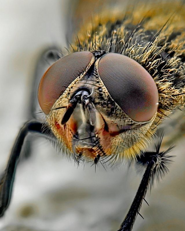 Просто муха фото превью