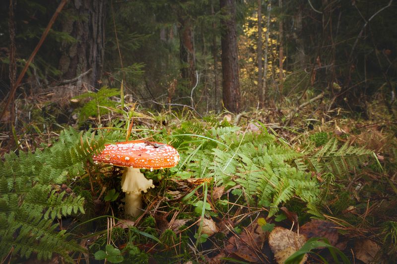 В лесу фото превью