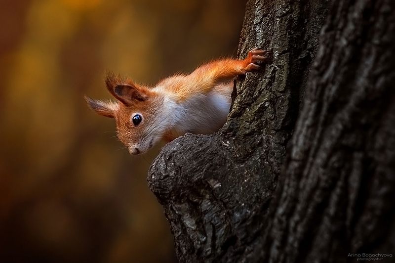 Осенняя белка) фото превью