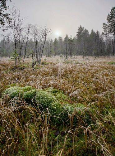 Иней на траве 2