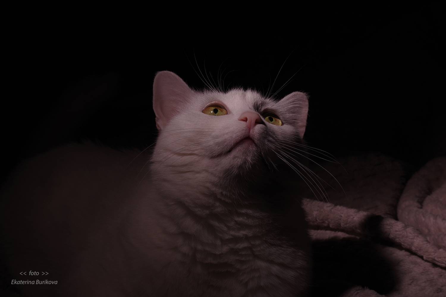 , Бурикова Екатерина