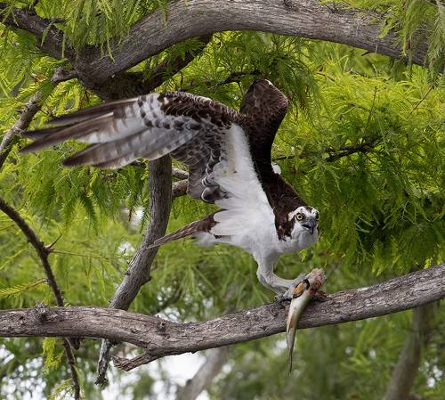 Osprey with Prey -Скопа с добычей