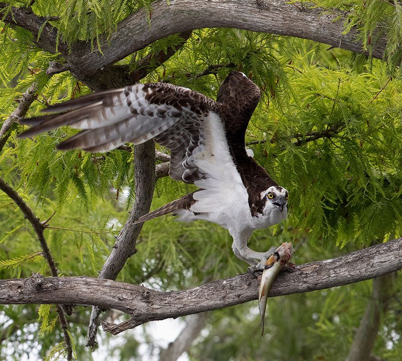 скопа, osprey, florida, флорида, хищные птицы, raptor, wildlife, wild Osprey with Prey -Скопа с добычей фото превью