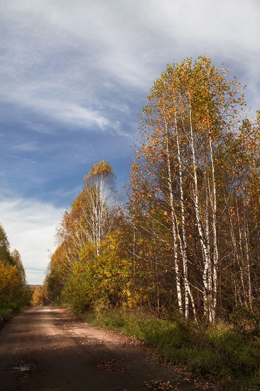 осень, октябрь, сибирь, россия  фото превью