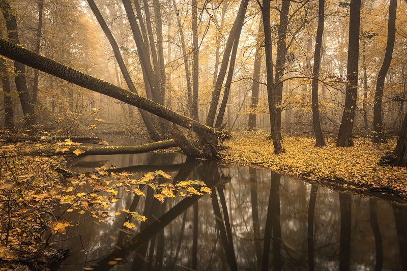 Autumn фото превью