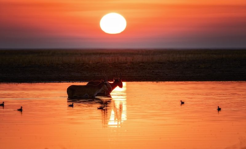 сайгаки,восход,заповедник. Фантастический восход с сайгаками. фото превью