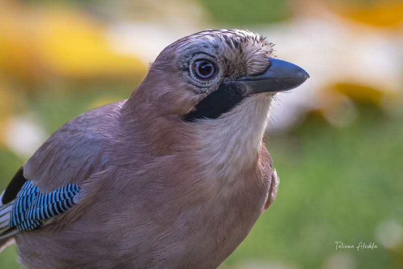 птицы Портрет сойки. фото превью