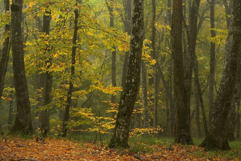 Осеннее утро в лесу фото превью